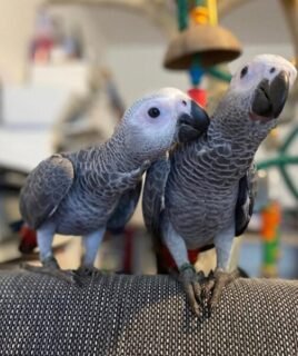 Bonded African Greys Parrots for sale