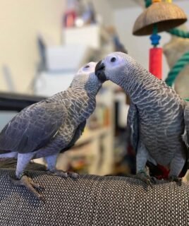Bonded African Greys Parrots for sale
