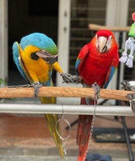 Bonded pair male and female macaws