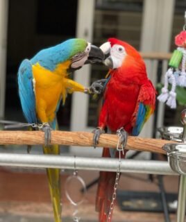 Bonded pair male and female macaws