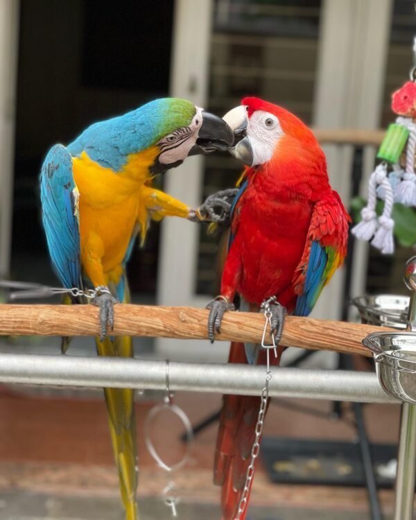 Bonded pair male and female macaws Bonded pair male and female macaws