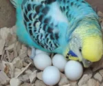 Buy Parrot Eggs In Bulk