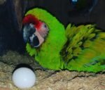 Buy Parrot Eggs In Bulk