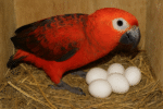 Buy Parrot Eggs In Bulk