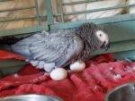 Buy Parrot Eggs In Bulk