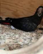 Buy Parrot Eggs In Bulk