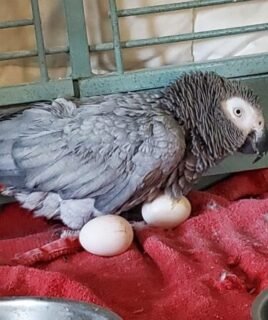 Buy Parrot Eggs In Bulk