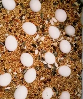Buy Parrot Eggs In Bulk