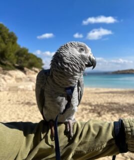 Charming Female African Grey Parrot