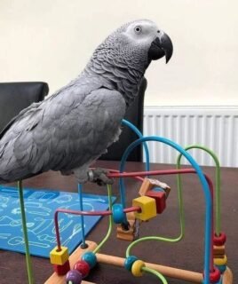 (Congo) African Grey Females