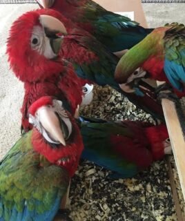 Cutest Baby Green Winged Macaw Parrot