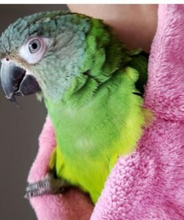 Dusky Headed Parakeet Conure for Sale