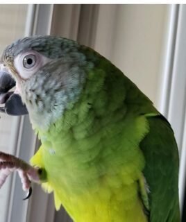 Dusky Headed Parakeet Conure for Sale