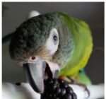 Dusky Headed Parakeet Conure for Sale
