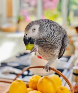 Female African Grey Parrot for Sale