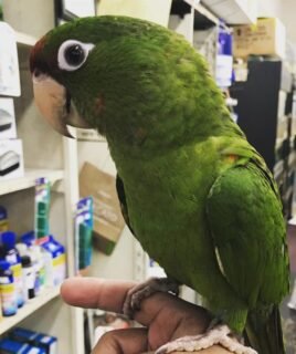 Female Amazon Parrot for Sale