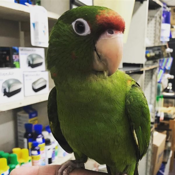 Female Amazon Parrot for Sale Female Amazon Parrot for Sale