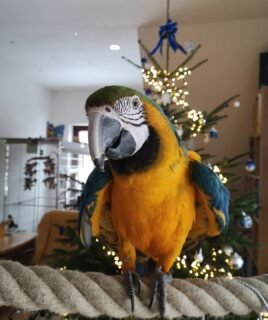 Female Blue and Gold Macaw for Sale