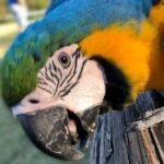 Female Blue and Gold Macaw Parrot