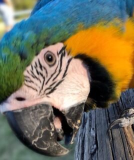 Female Blue and Gold Macaw Parrot