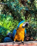Female Blue and Gold Macaw Parrot