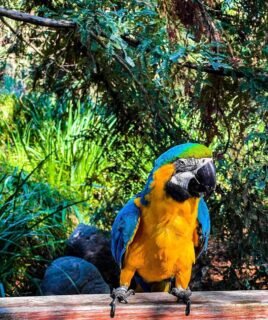 Female Blue and Gold Macaw Parrot