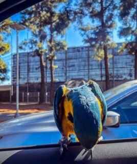 Female Blue & Gold Macaw