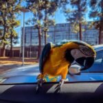Female Blue & Gold Macaw
