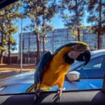Female Blue & Gold Macaw