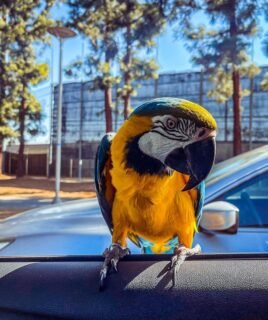 Female Blue & Gold Macaw