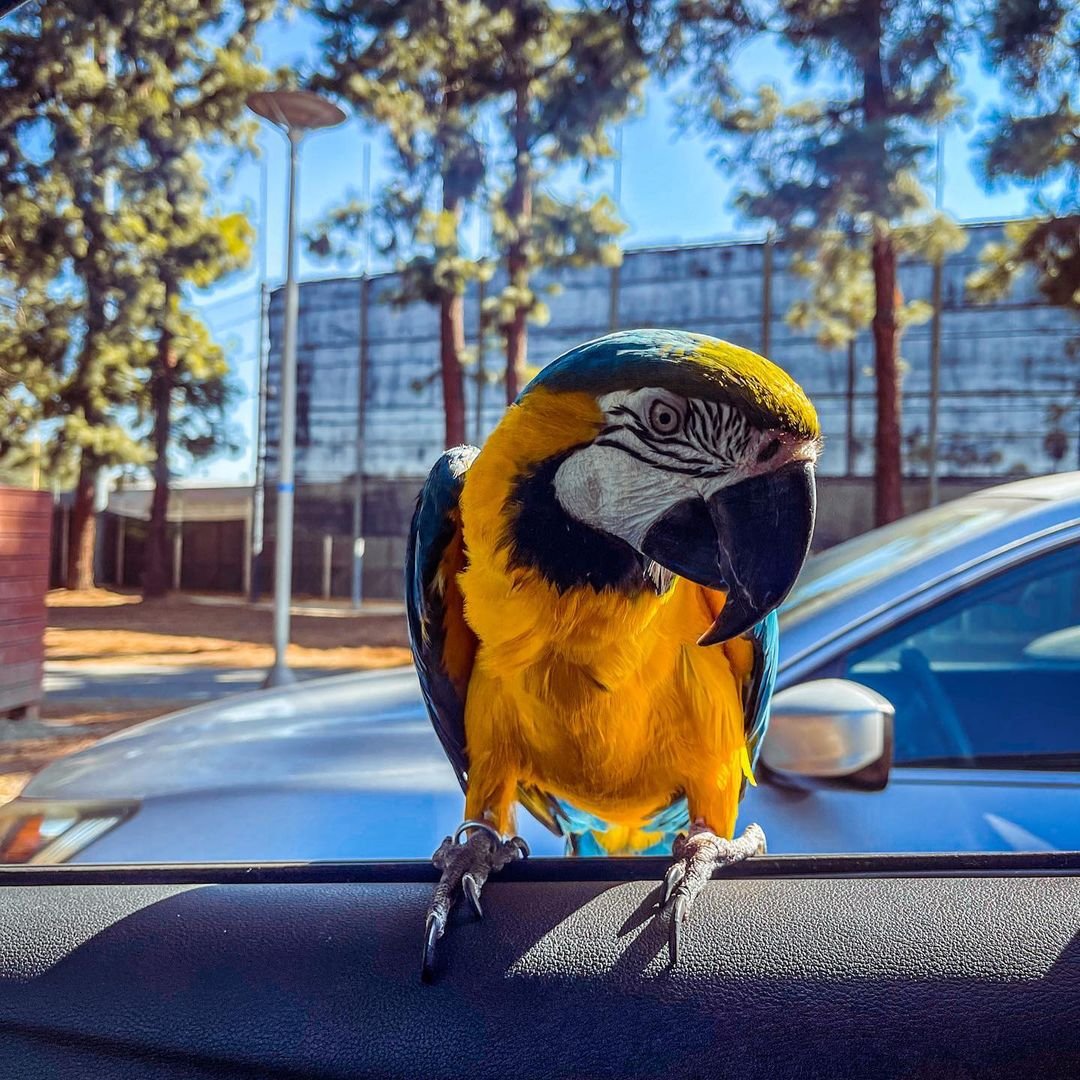 Female Blue & Gold Macaw Female Blue & Gold Macaw