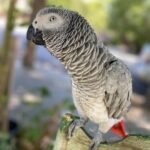 female Congo African grey