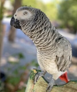 female Congo African grey