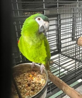 Female Hahns Macaw Parrot