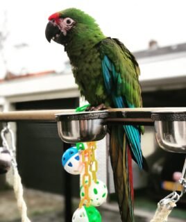 Female Military Macaw Parrot
