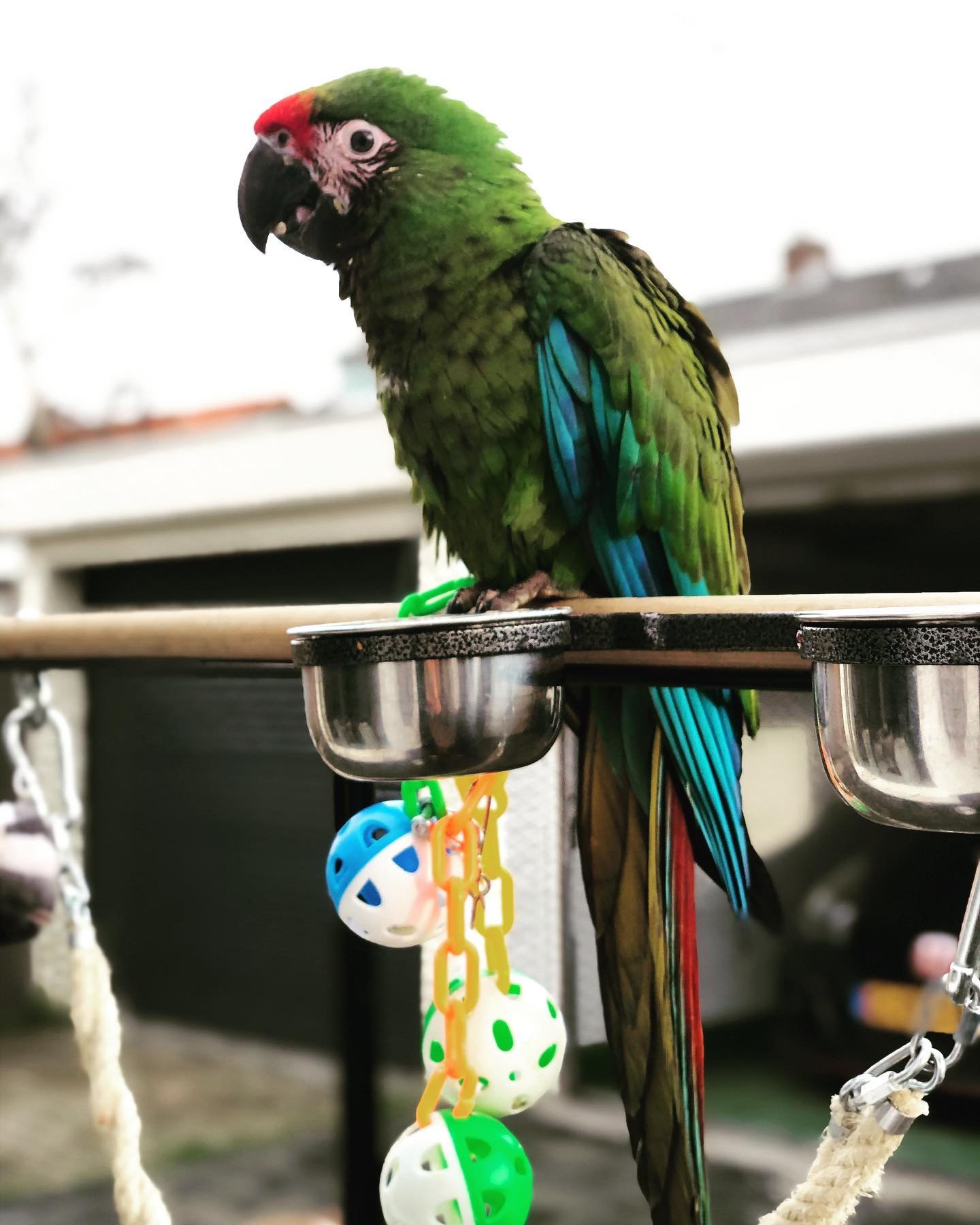 Female Military Macaw Parrot Female Military Macaw Parrot