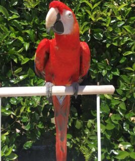 Female Scarlet Macaw Parrot