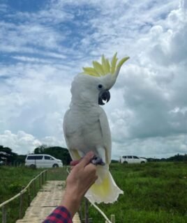 Female Umbrella Cockatoos Parrot