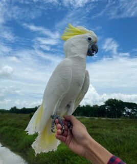 Female Umbrella Cockatoos Parrot