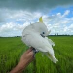 Female Umbrella Cockatoos Parrot