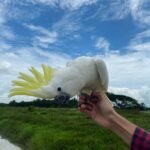 Female Umbrella Cockatoos Parrot
