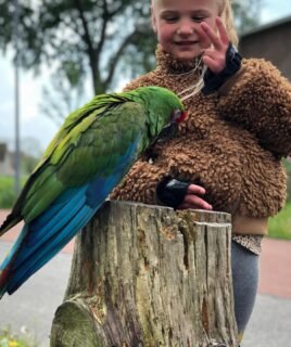 Friendly Male Military Macaw Parrot