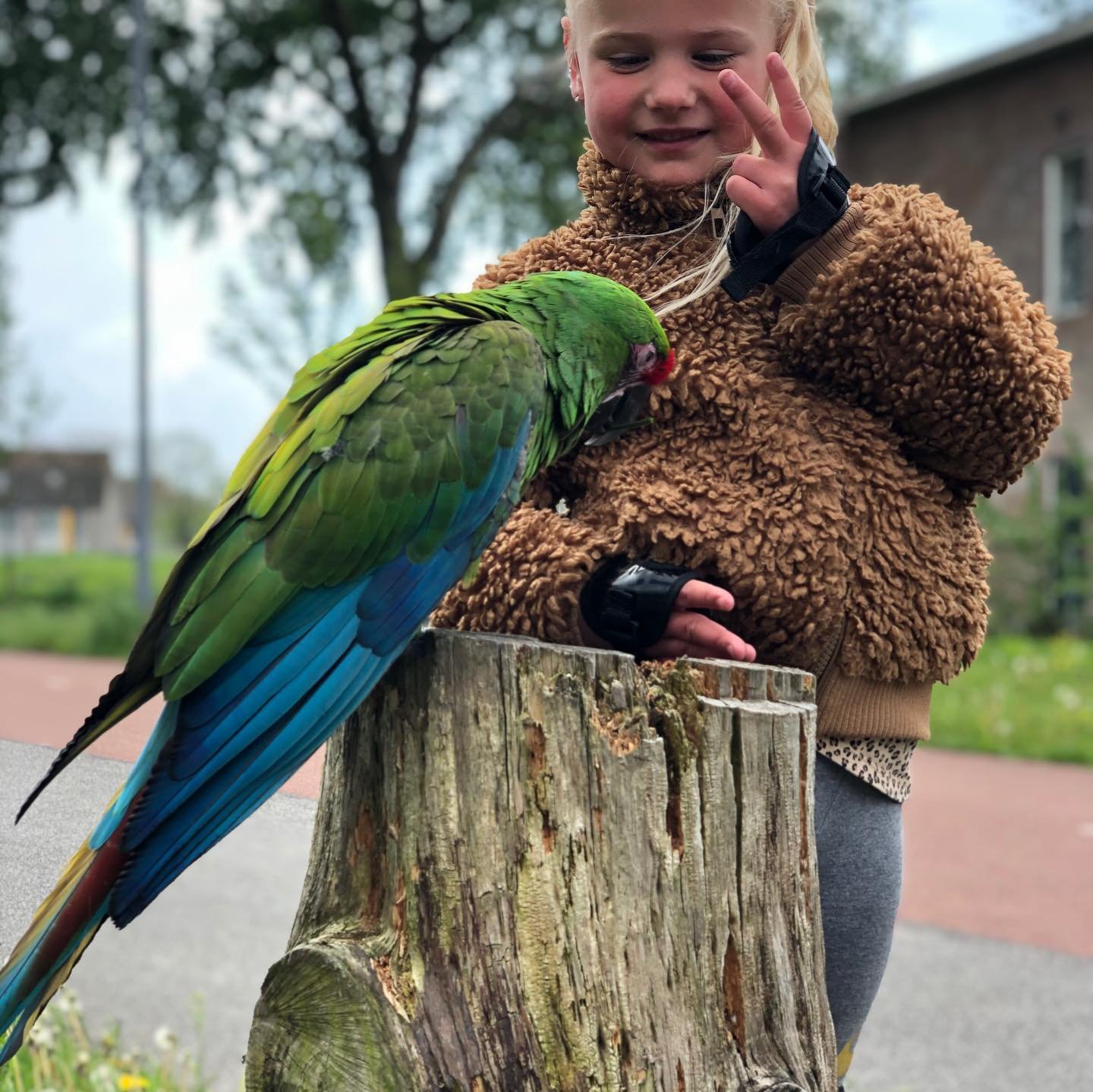 Friendly Male Military Macaw Parrot Friendly Male Military Macaw Parrot