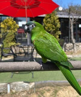 Green Hahns Macaw