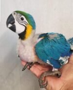Hand-Reared Baby Macaw