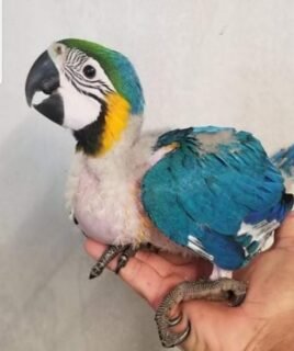 Hand-Reared Baby Macaw