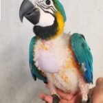 Hand-Reared Baby Macaw