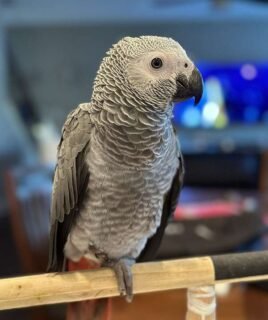 Hand Reared Male African Grey Parrot