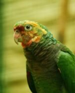 Hand-Tamed Amazon Parrot