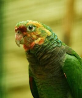 Hand-Tamed Amazon Parrot